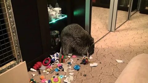 Енот илюша разнес квартиру видео