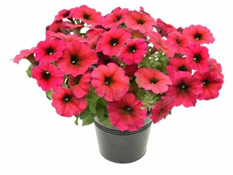 Петхоа beautical red maple. Петуния петхоа. петуния beautical bordeaux. петуния beautical sunray pink. петуния петхоа beautical bordeaux.