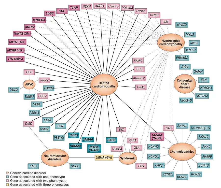 Genes cardiomyopathy. Associated diseases. Dilation cardiomyopathy. Ген tnnt2. Diseases associated