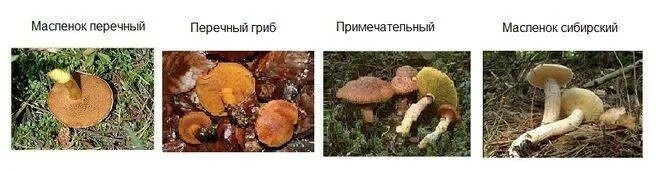 Строение гриба масленок. Грибы-двойники маслёнок ложный маслёнок. Грибы маслята ложные двойники. Маслята грибы фото ложные как отличить. Несъедобные двойники маслят.