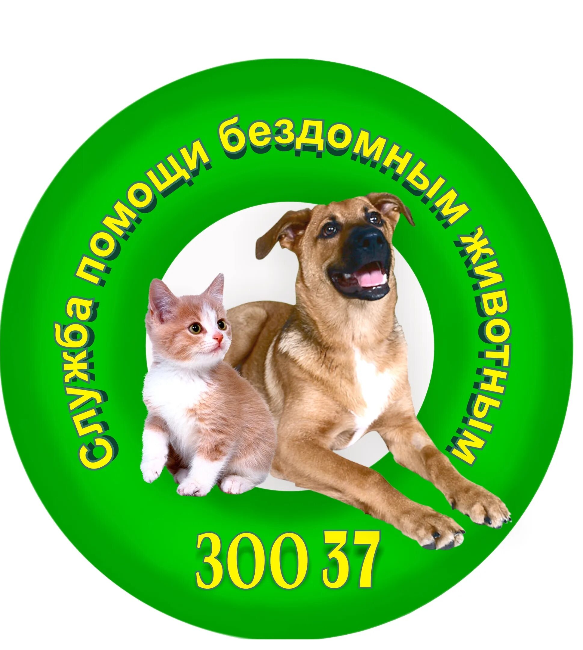 Зааненский козел. Животные. Домашние животные иваново. Животные иваново. Авито козел зааненской породы.
