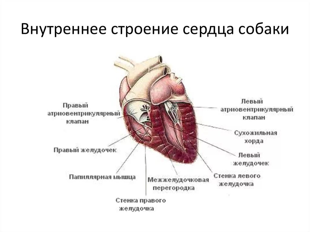 Внешнее строение сердца собаки. Анатомическое строение сердца собаки. Строение сердца животных анатомия ветеринарная. Внутреннее строение сердца собаки. Сердце собаки расположено