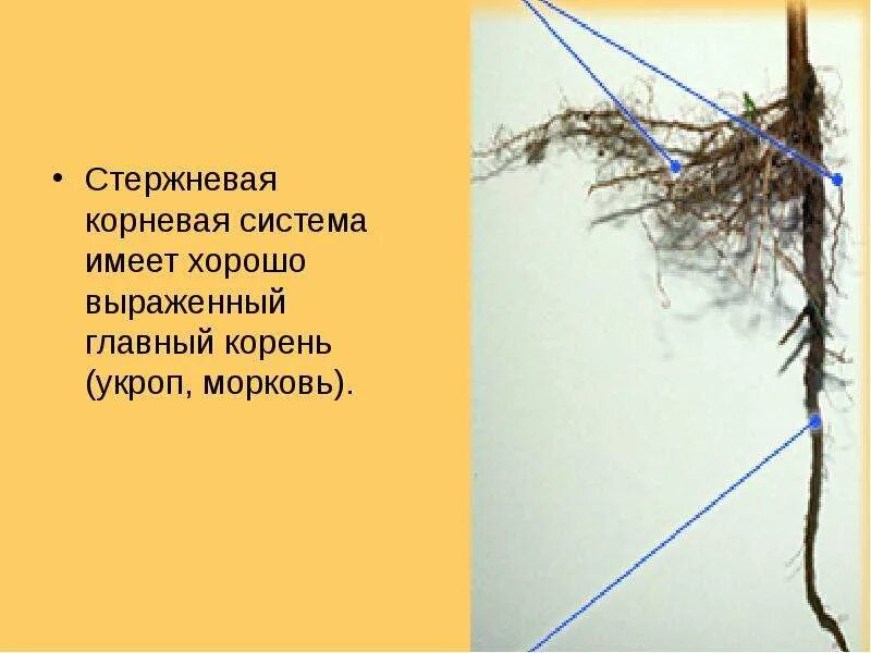 Какую корневую систему имеет мох