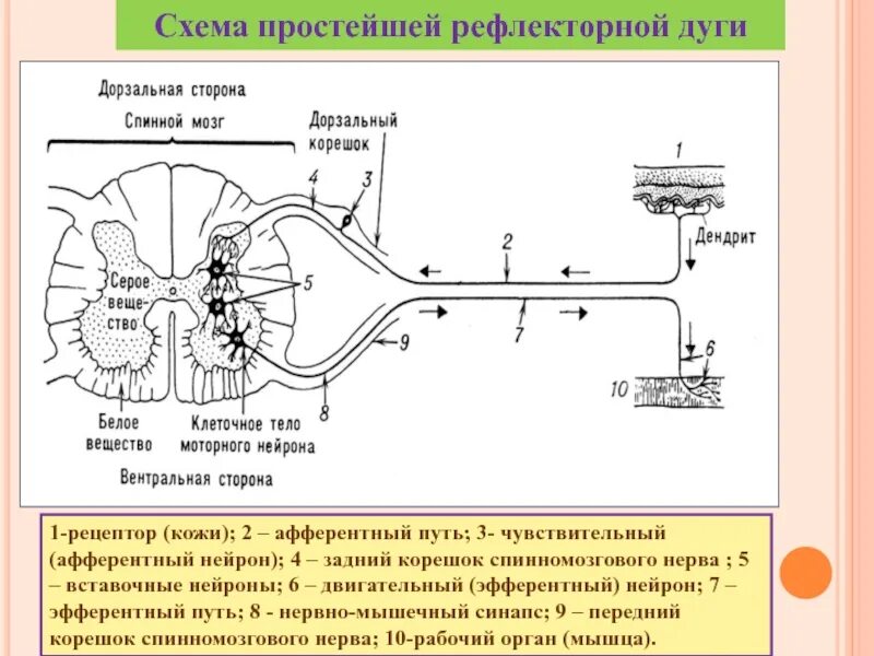 Двигательный путь рефлекторной дуги. Афферентный путь и эфферентный путь. Путь импульса по рефлекторной дуге. Схема рефлекторной дуги Рецептор,чувствительный путь.