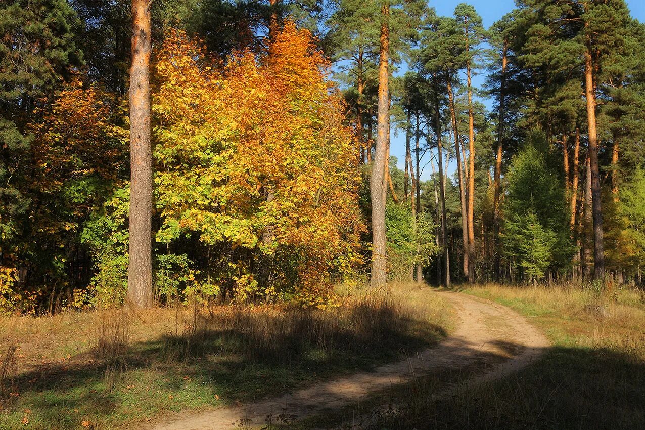 сосны осенью в лесу. сосны осенью в лесу. сосновый бор сосенки осень. смешанных хвойно-широколиственных лесов ленинградской области. сосновый бор осень природа кузбасса.