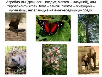 Растения наземной среды