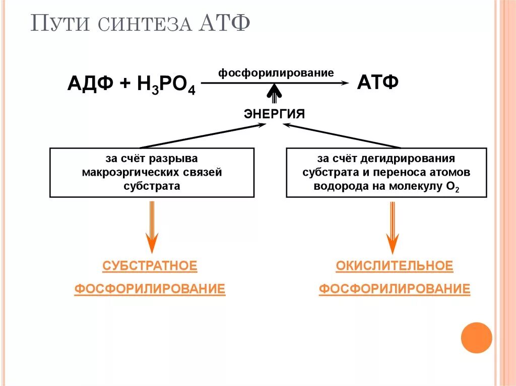 Пути получения АТФ биохимия. Пути синтеза АТФ субстратное фосфорилирование. Способы образования АТФ В организме человека. Пути синтеза АТФ В организме животных и человека.