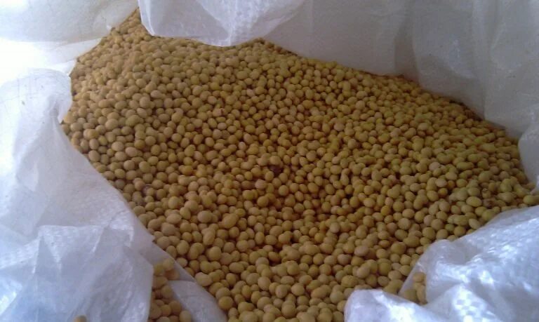 Сдать сою. Соя в бразилии. Сдать сою. Соя в мешках. Соя.