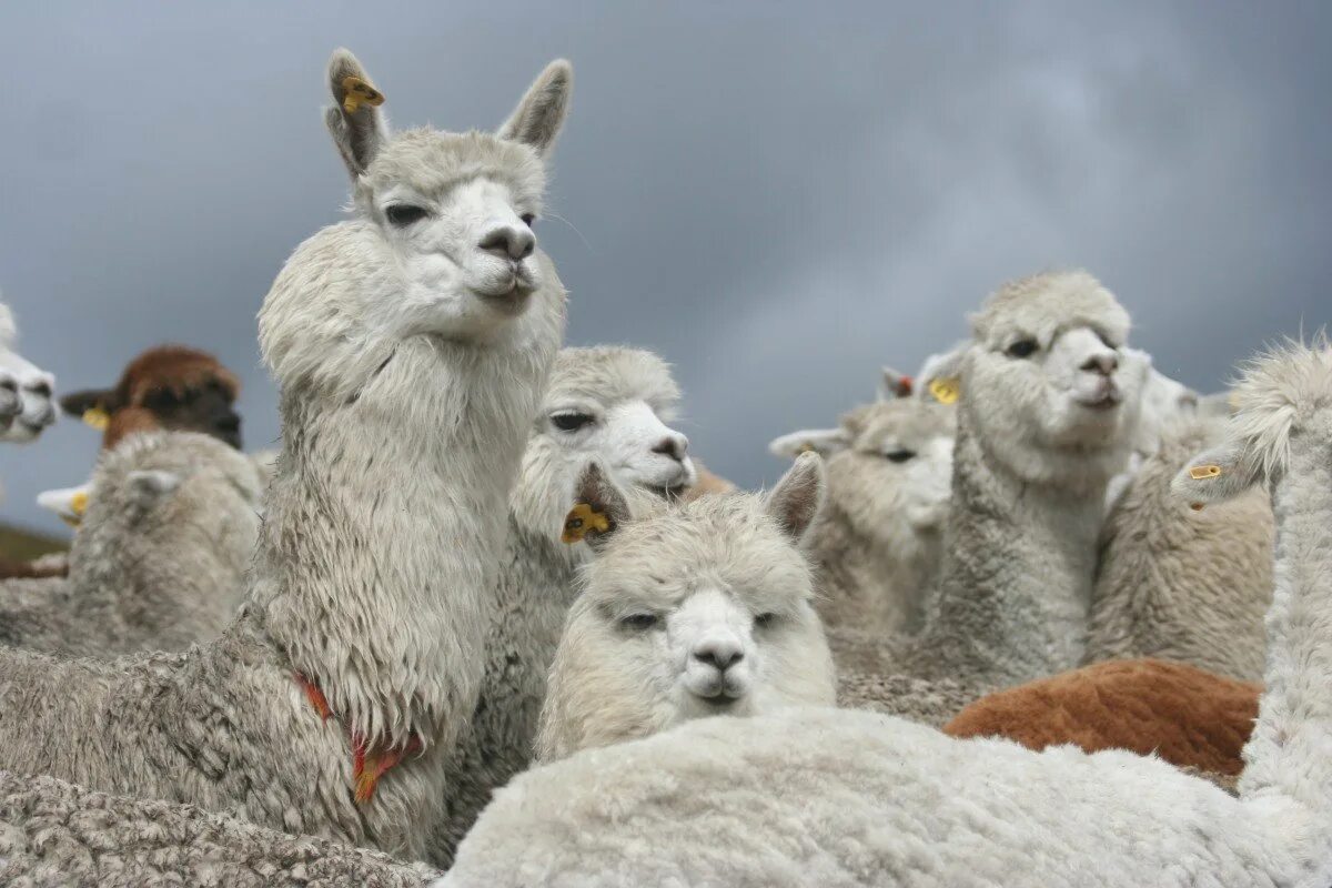 альпака, вид ламы. альпака, вид ламы. животные южной америки альпака. криа альпака. альпаки теплые.