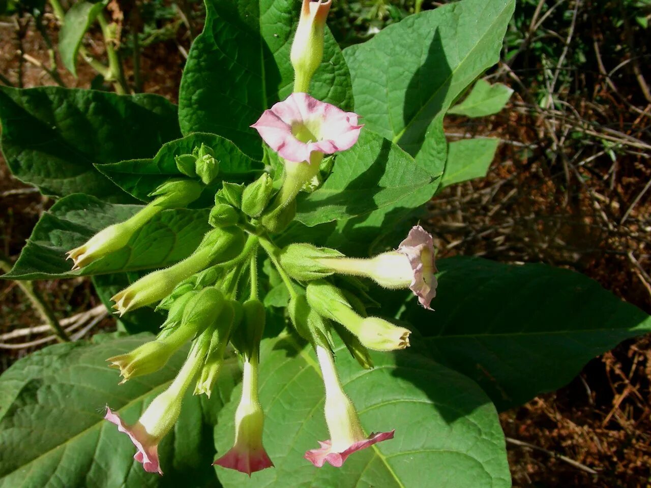 Табак Nicotiana tabacum. Растения Nicotiana. Табак душистый - Nicotiana tabacum. Табак махорка (Nicotiana Rustica l.).
