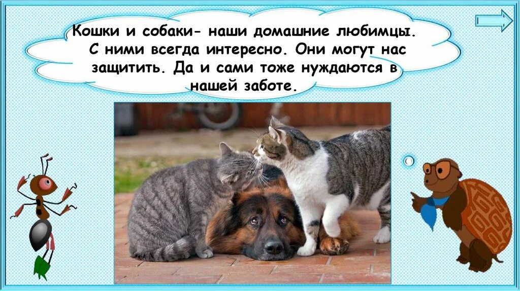 Нравится кошка собака