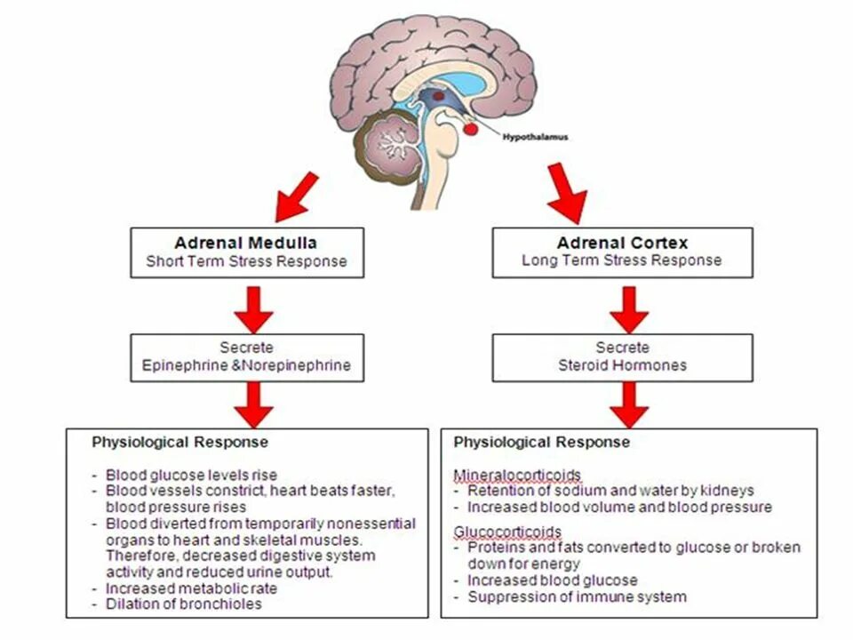 Physiological response. Stress response. fight or flight response. physiological response to stress. стресс мозг.