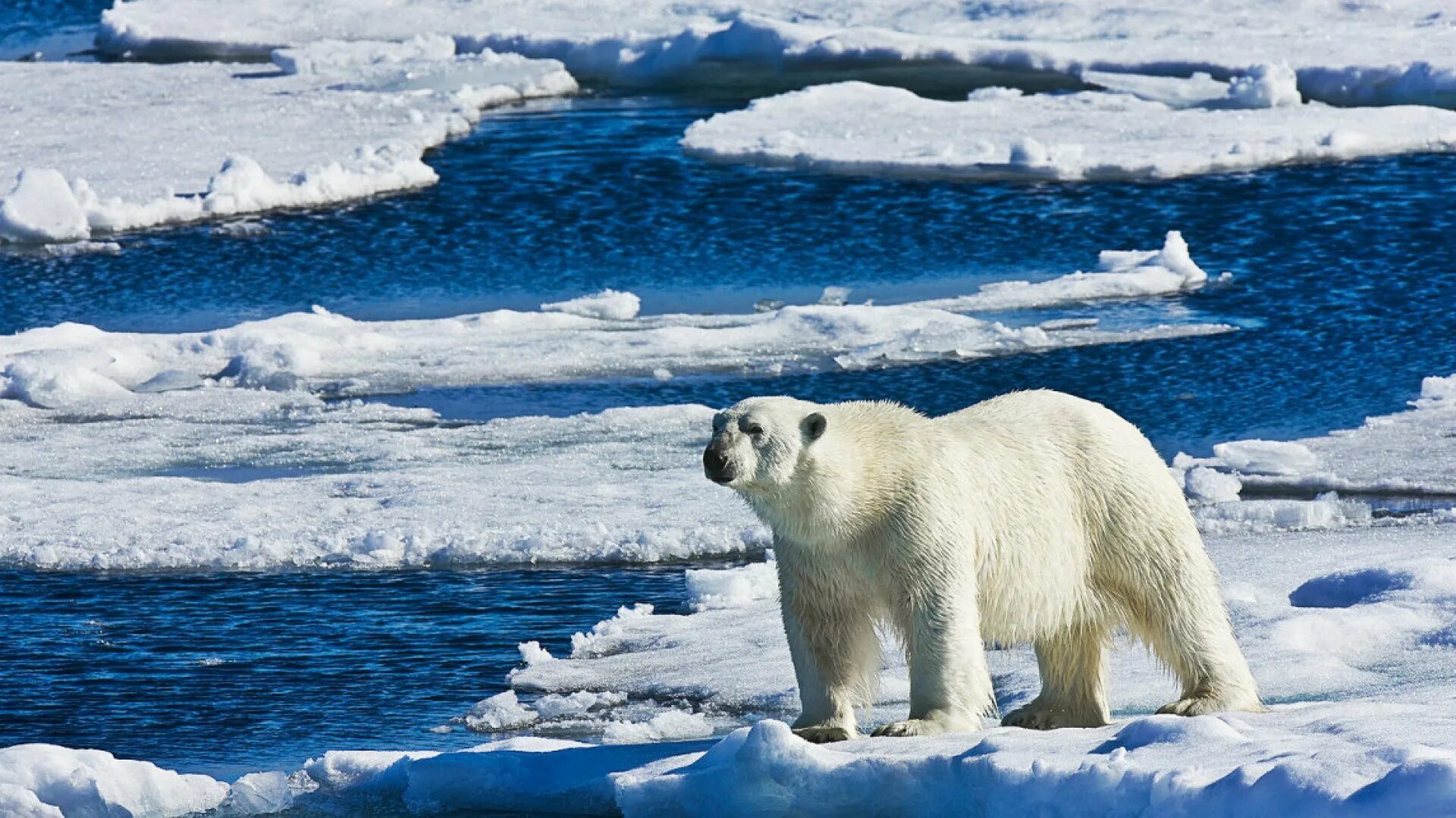 На льдах какого залива обитают белые. Белый медведь Ледовитый океан. Арктика Северный Ледовитый океан. Северный Ледовитый океан медведи. Северный Ледовитый океан животные белый медведь.