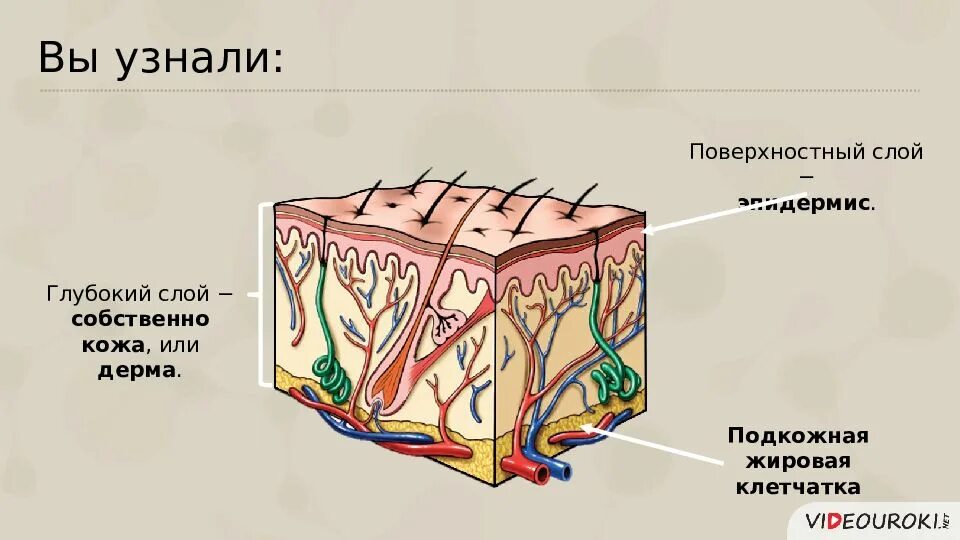 Урок строение и функции кожи 8 класс. Покровы тела человека строение и функции кожи. поверхностный слой кожи. кожа строение и функции кожи. слой структура и функции кожи.