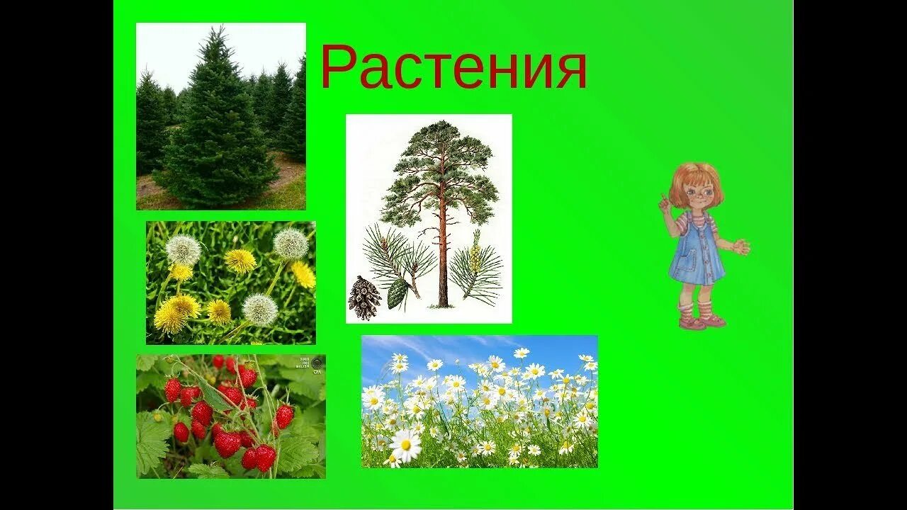 Окружающий мир 3 класс тема растение. Растительный мир для дошкольников. мир растений окружающий мир. окружающий мир тема растения. разнообразие растений для детей.