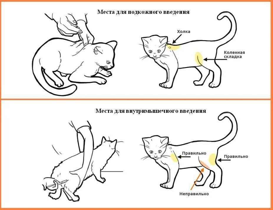 Действия кота если сема вопит. Как правильно ставить укол кошке внутримышечно. Как сделать ВМ укол кошке. Внутримышечный укол кошке схема. Как делать укол котенку внутримышечно.
