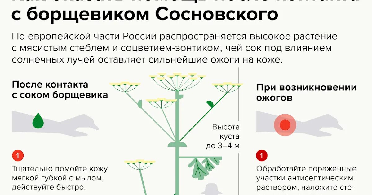 Как избавиться от борщевика навсегда. Борщевик сосновского ядовитое растение. борщевика сосновского (heracleum sosnowskyi). борщевик способы борьбы. как размножается борщевик.