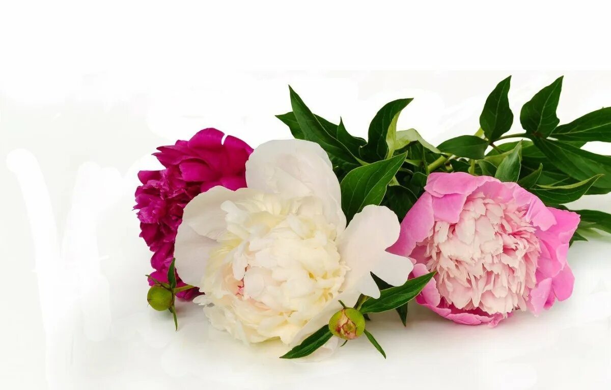 Пионы е. Пион Юлиска. Пион Heavenly Pink. Heavenly White пион.