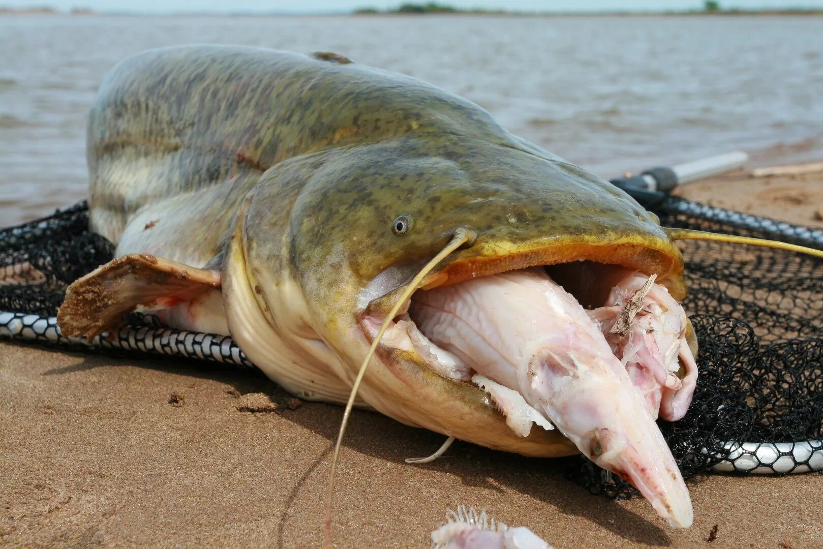 Silurus GLANIS рыба. Европейский сом людоед. Сенгилеевское водохранилище сом людоед. Сом на Сенгилеевском водохранилище.