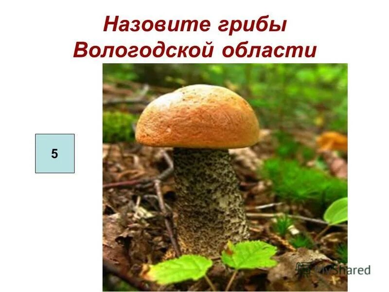 урок грибы 5 класс. урок грибы 5 класс. царство грибы многообразие грибов. общая характеристика грибов. схема гриба 5 класс биология.