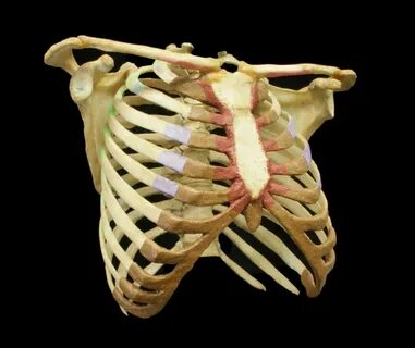 Rib cage