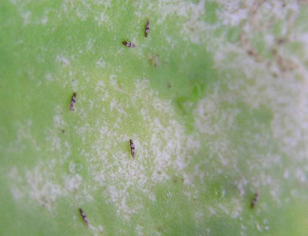 , щитовка, трипсы. Трипсы на орхидеях. Трипсы на орхидеях. Трипсы на орхидеях. Трипсы на орхидеях.