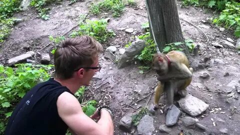 Люди обезьяны видео