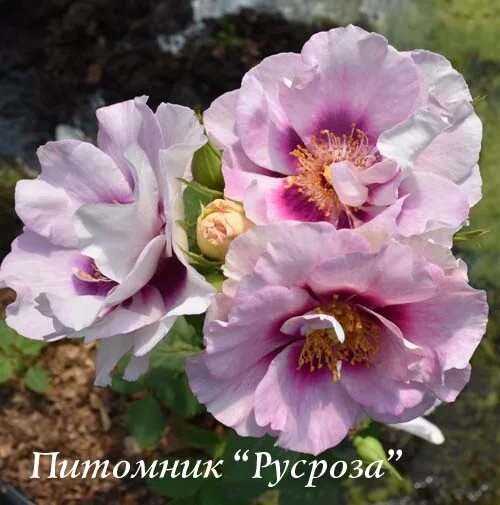 Спешен фо ю. Спешен фо ю