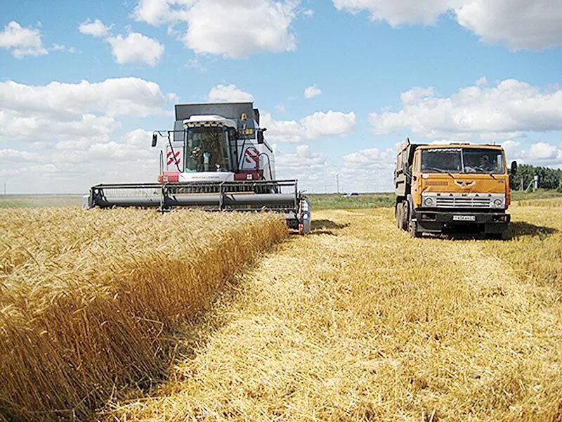 уборка озимых культур. камаз в поле на уборке урожая. яровой овес. уборка озимой пшеницы. комбайн акрос на поле озимой пшеницы.