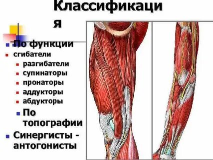 Собственная мышца