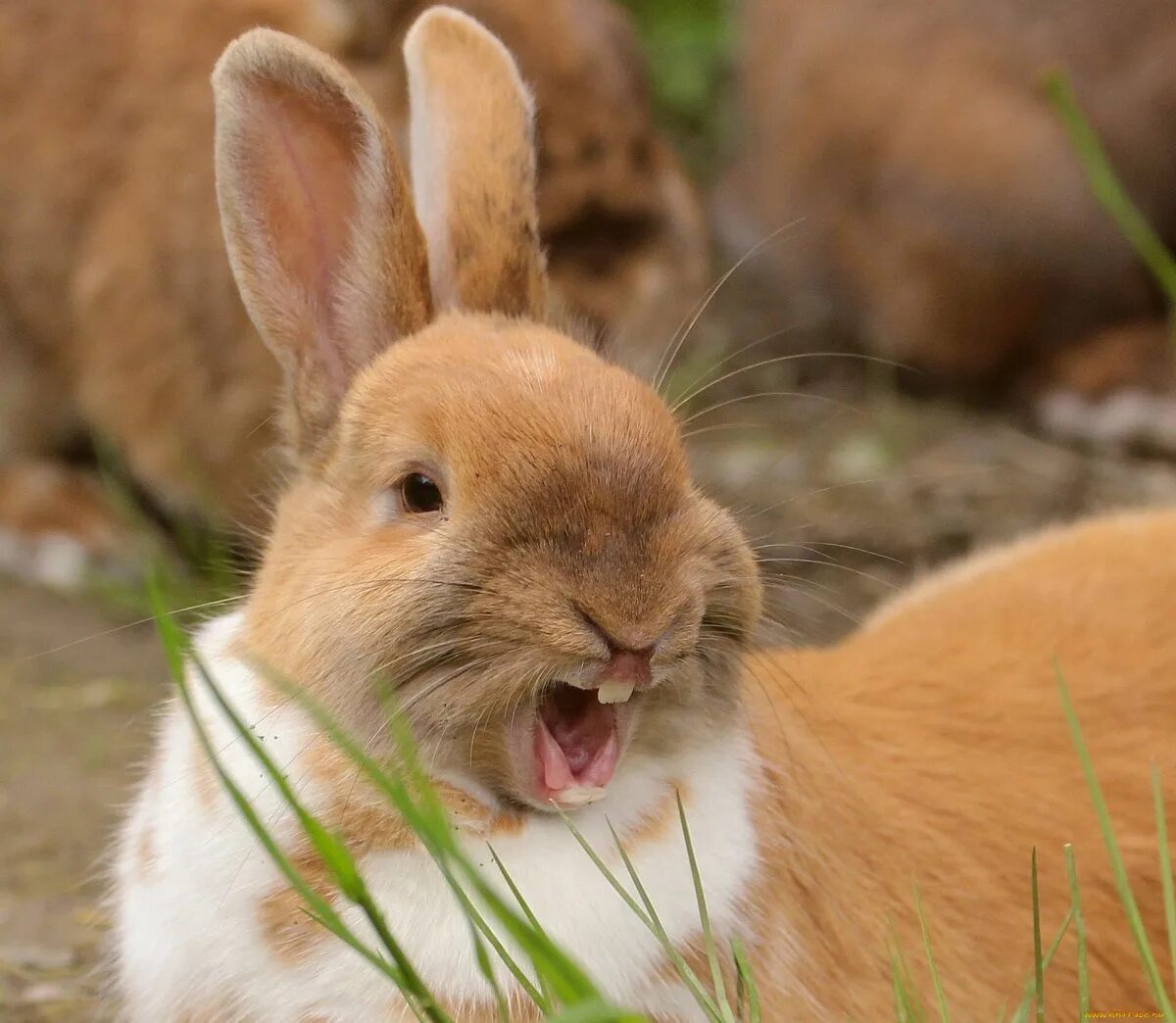 Смешные зайцы картинки. Земляной кролик. Смешные кролики. Рыжий заяц. Смешной заяц.