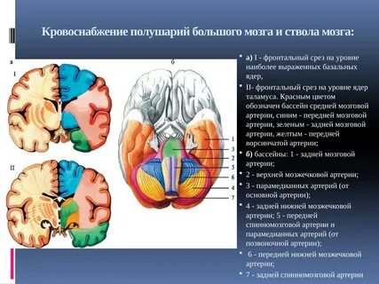 Бассейн основной артерии