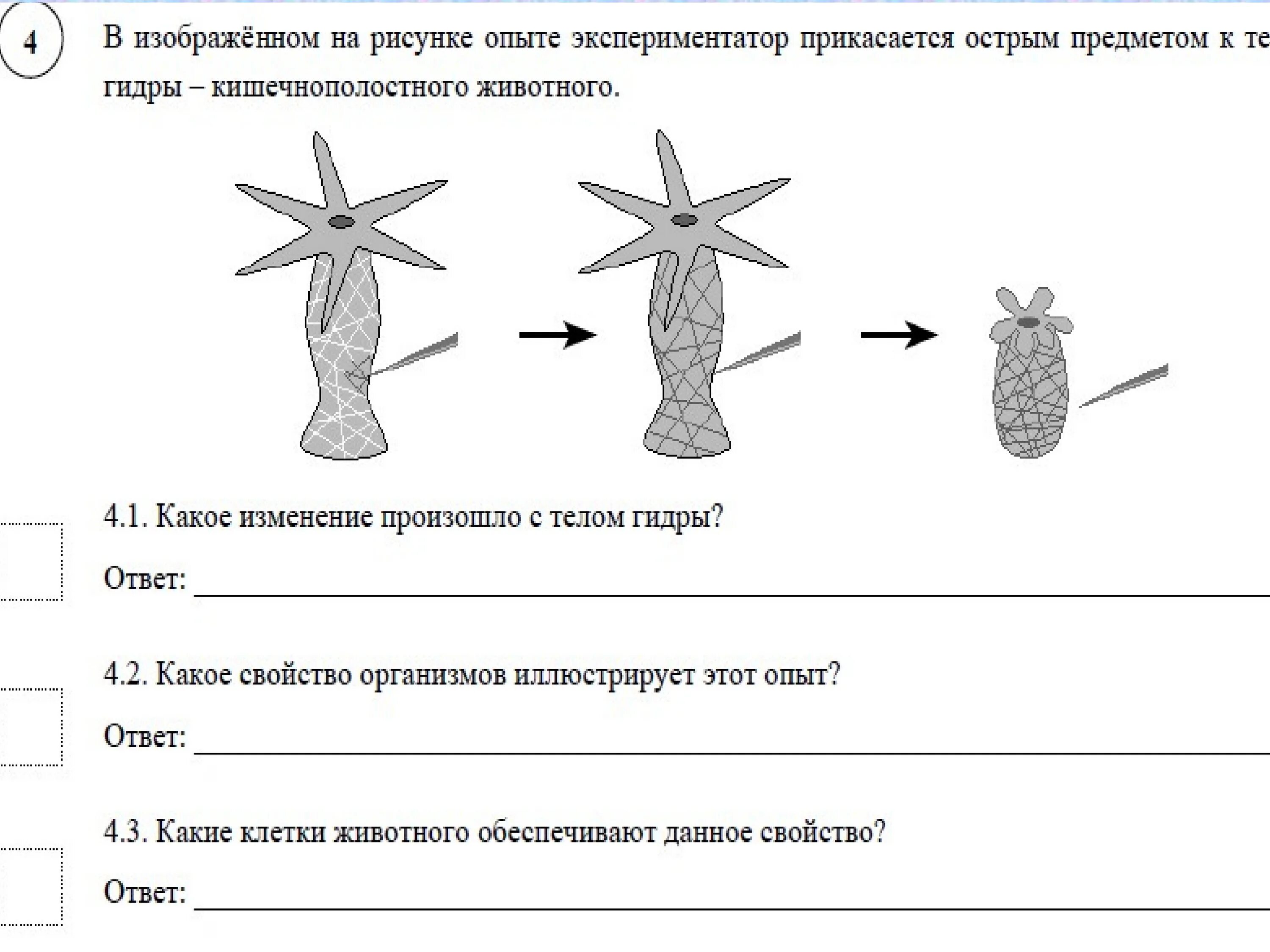 Свойства живых организмов впр