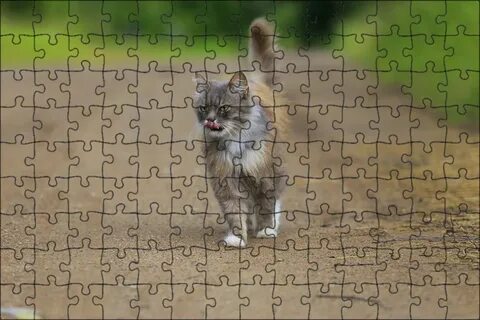 Котенок гуляет