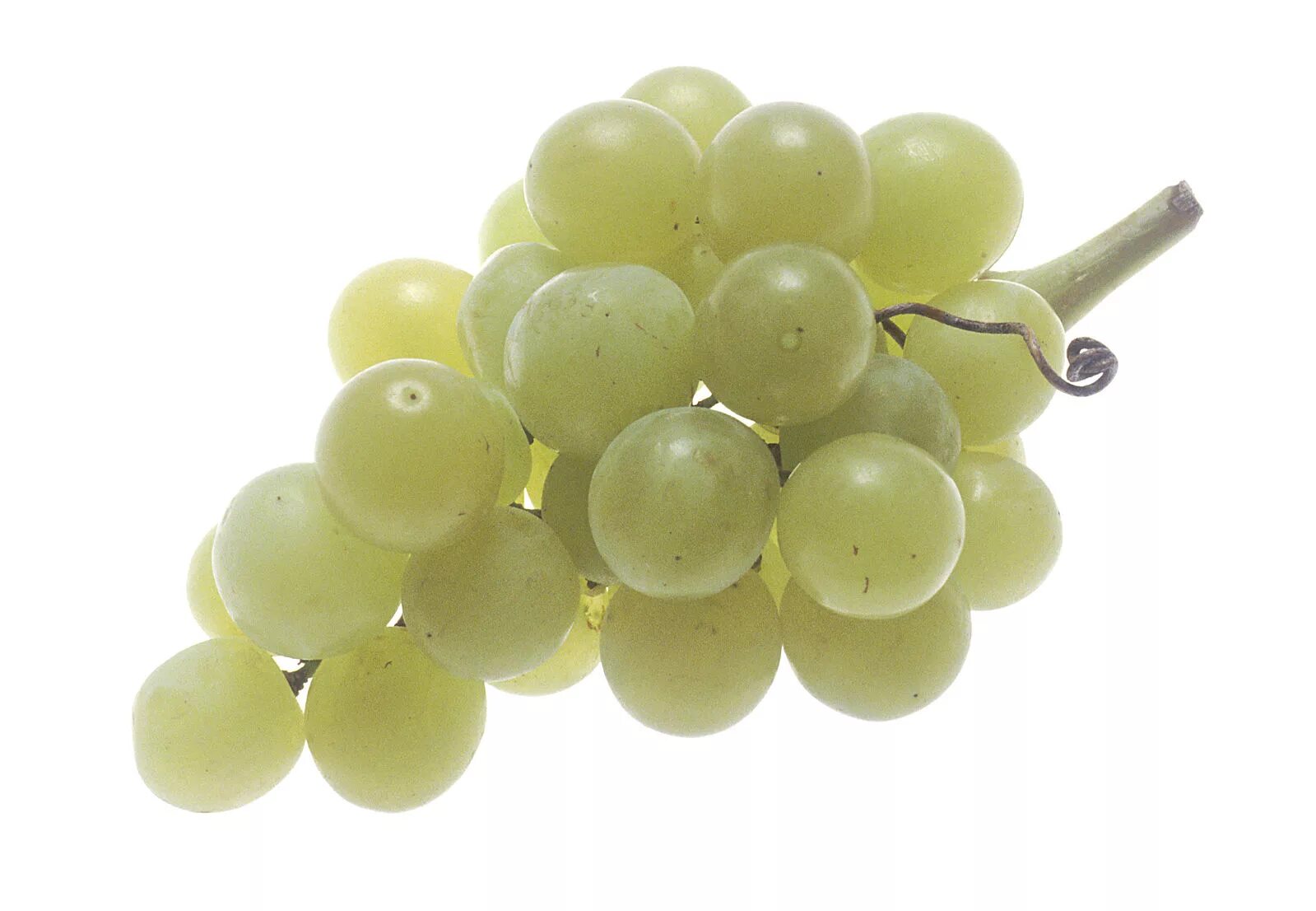 White grape