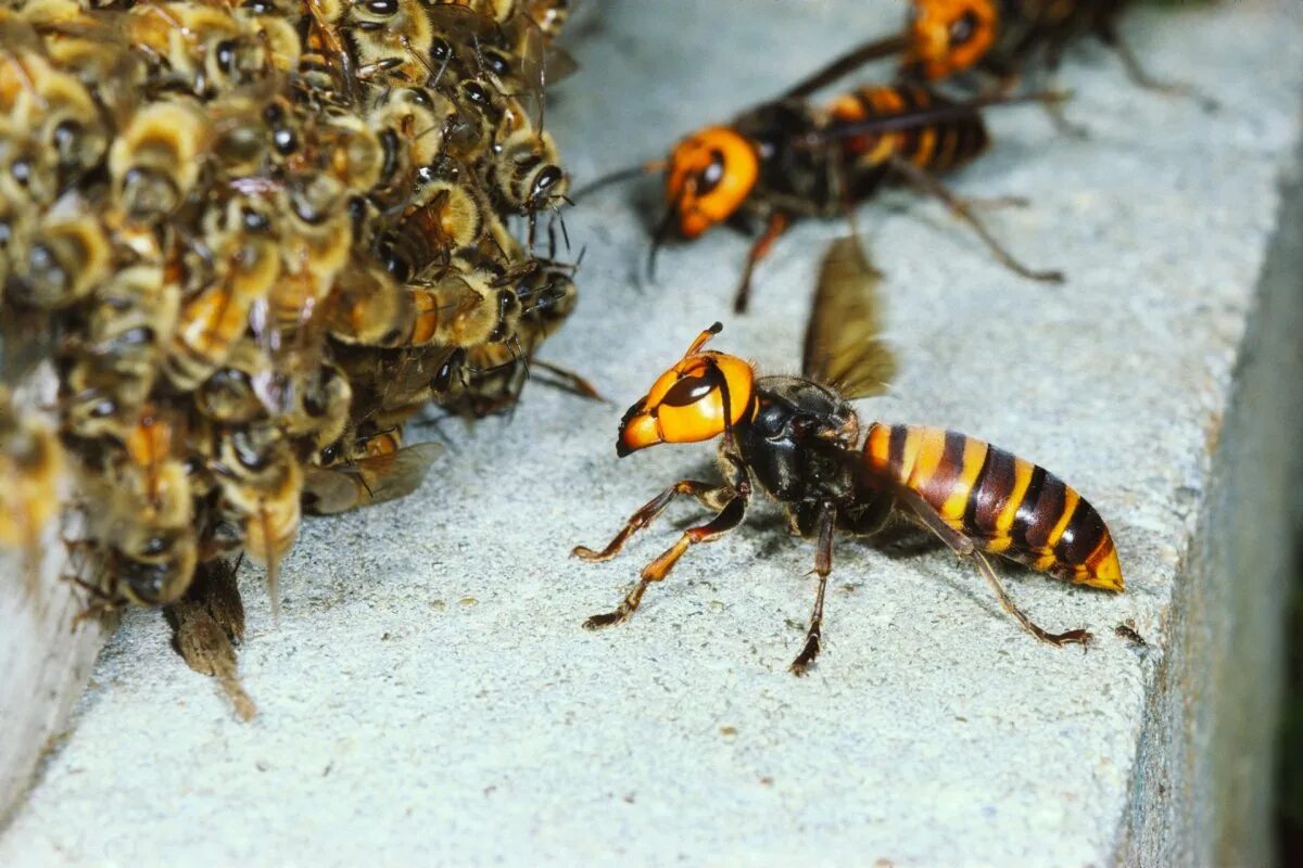 Пчелы и другие насекомые. Гигантский азиатский Шершень гнездо. Австралийский Шершень. Азиатский Шершень и Оса пчела. Шершень Хорнет.