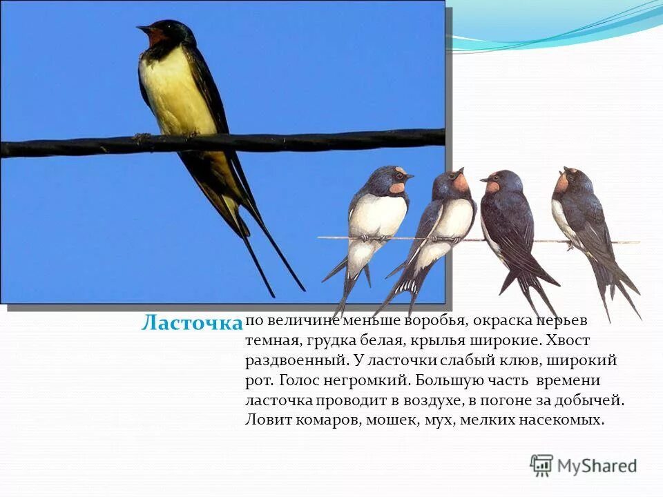 тип развития ласточки. интересные факты о ласточках. ласточка перелетная птица описание. описание ласточки. ласточка характеристика.
