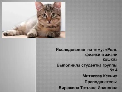 Проект жизнь кошек