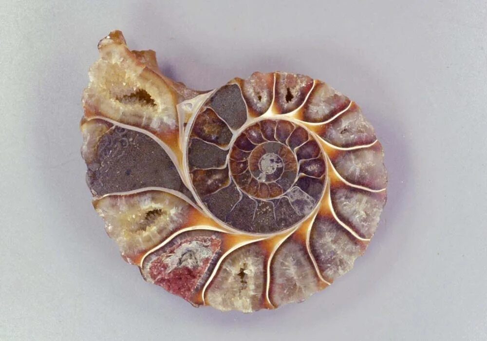 аммонит срез. срез раковины. срез аммонита. аммонит наутилус. окаменелый аммонит.
