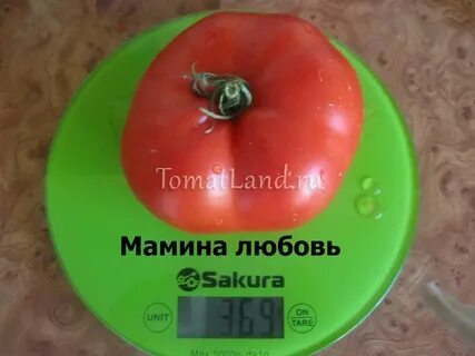 Томат мамин любимый
