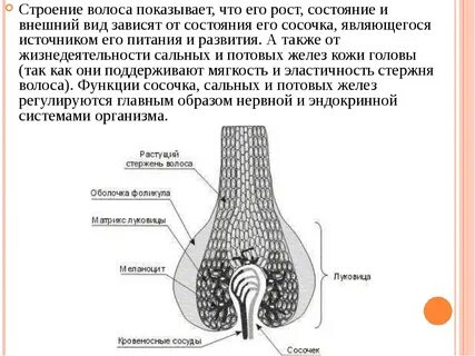 Средний слой волосяного стержня