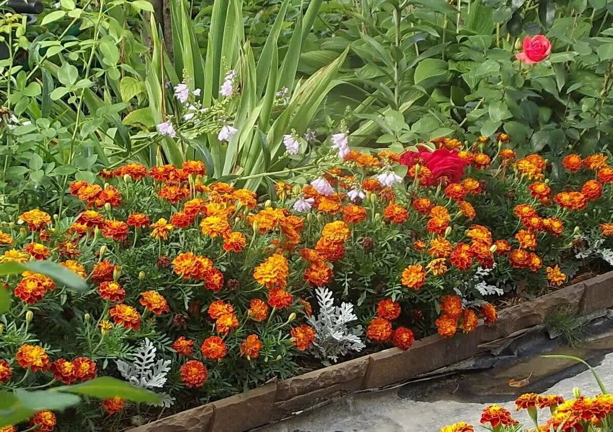 клумба квадратная: 5 тыс изображений найдено в Яндекс.Картинках Front garden lan