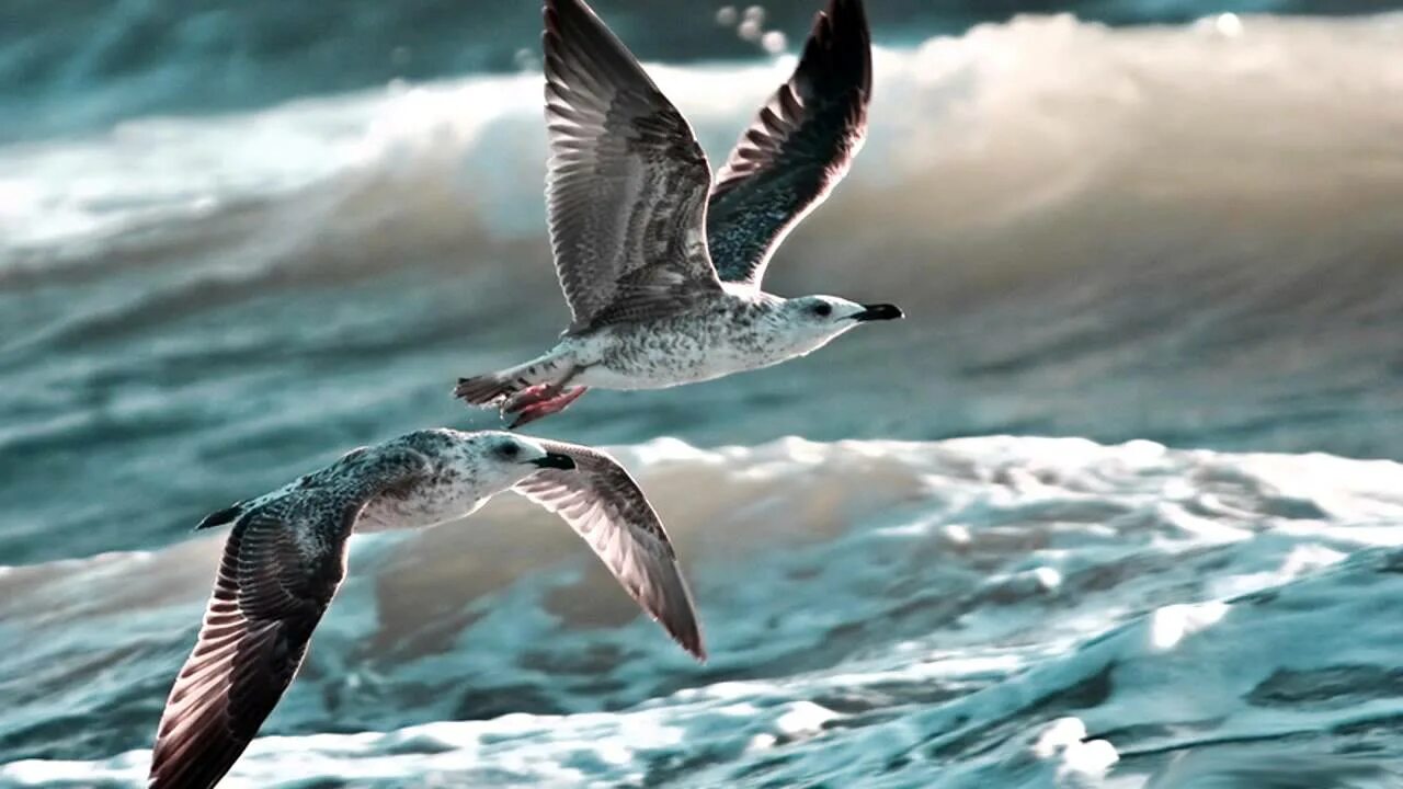 Чайки над водой. Птицы летающие над морем. Две Чайки над морем. Чайка летит над морем.