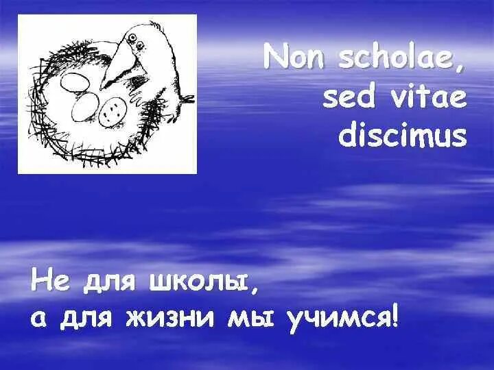 Vitae non scholae discimus. Non scholae sed vitae discimus. non scholae sed vitae discimus вшэ. sed vitae discimus. non scholae sed vitae discimus перевод.