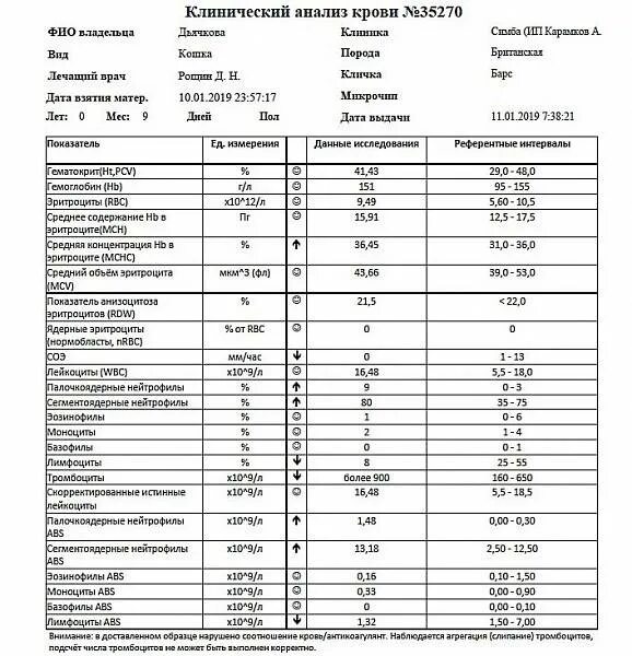 Анализ крови расшифровка WBC. WBC В анализе крови норма. WBC В анализе крови норма для женщин. Клинический анализ крови норма у женщин WBC.