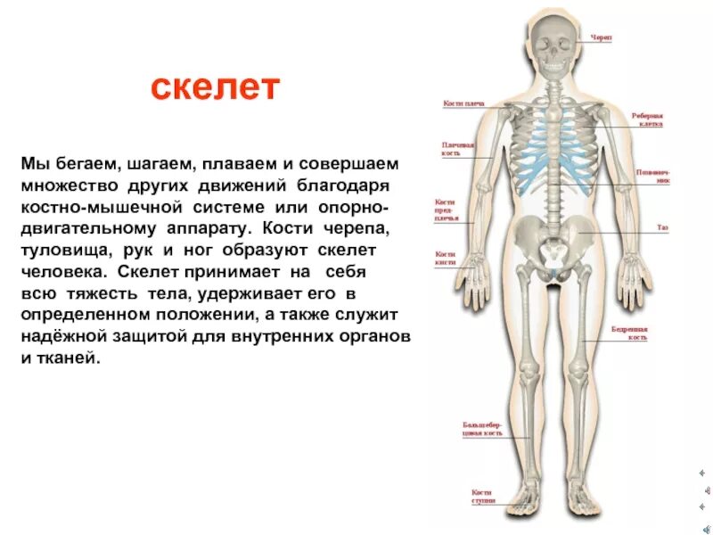 Рассказ детям о человеке