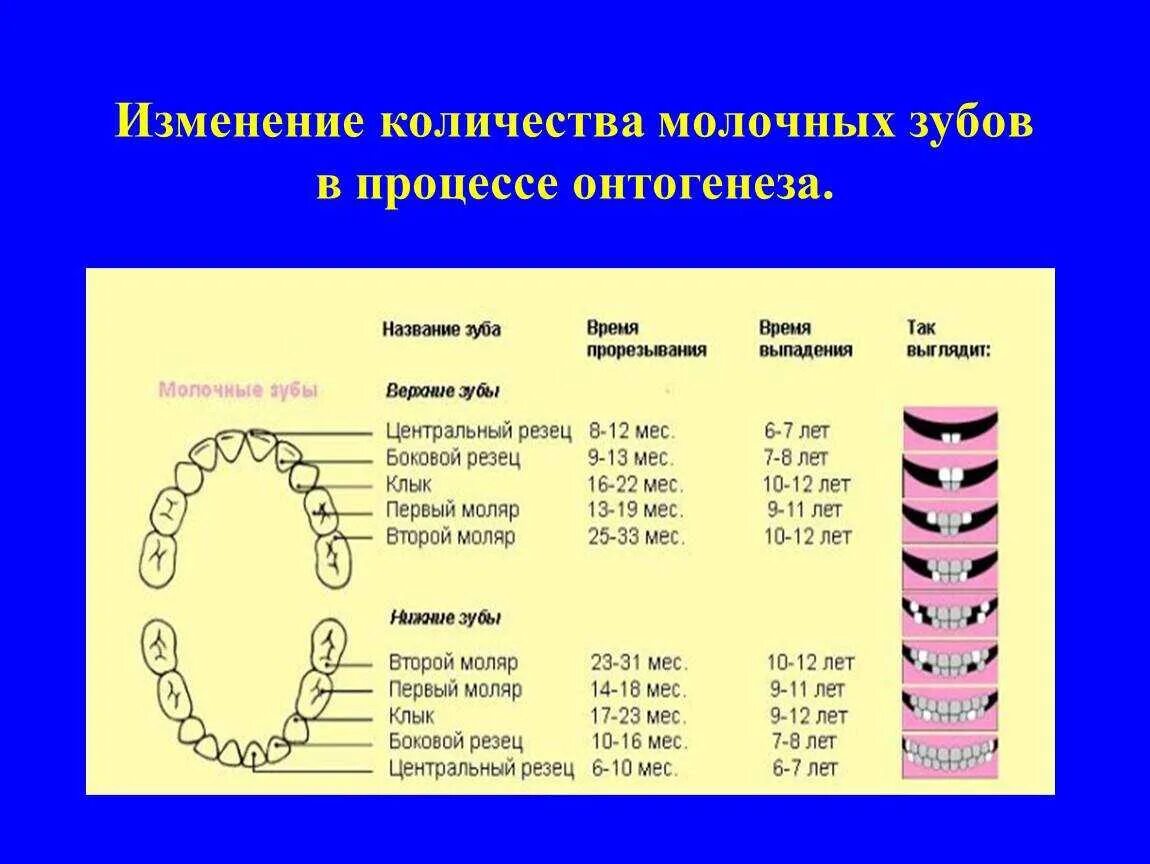 В каком возрасте у котят выпадают зубы