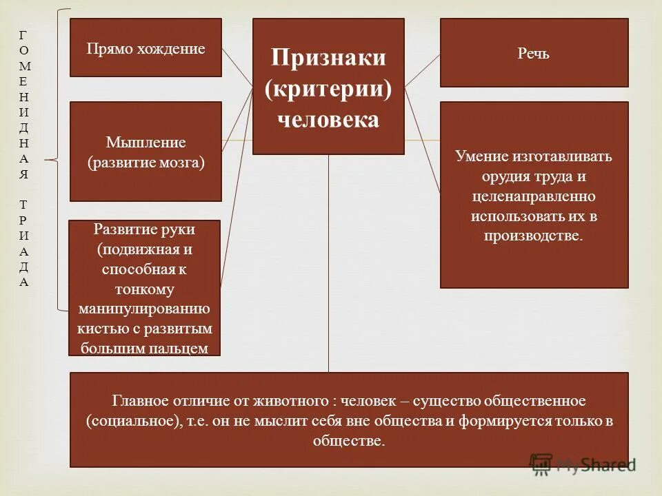 критерии человека. биологические и социальные черты человека. биологические свойства человека обществознание. признаки человека обществознание. признаки человека обществознание.