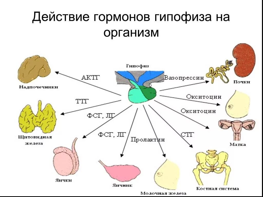 Орган мишень щитовидной железы. Гормоны гипофиза и органы мишени. Органы мишени эндокринной системы. 5 Уровней регуляции менструационного цикла. Эндокринные железы гипофиз.