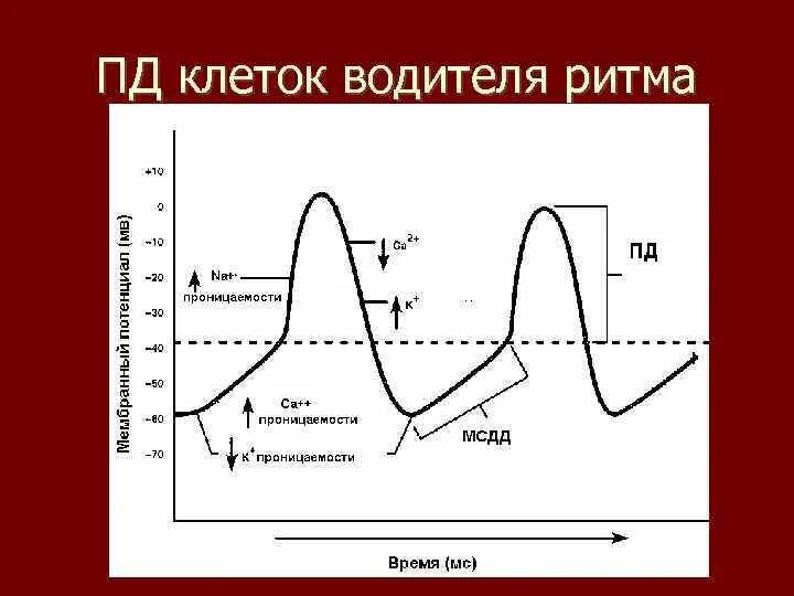 Ионный механизм потенциала действия клеток водителей ритма. Ионные механизмы пд пейсмекерных клеток. Ионные механизмы пд пейсмекерных клеток. Схема потенциала действия пейсмекерных клеток. Потенциал действия пейсмекерных клеток.